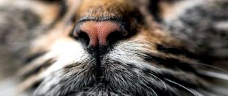 10 ароматов, которые привлекают кошек