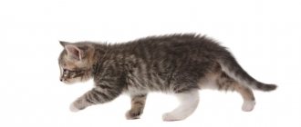 10 reasons why a cat doesn’t go to the toilet - what to do