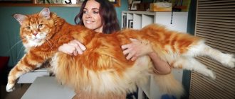 The 10 Largest Domestic Cat Breeds for Those Who Want to Be Pinned to the Sofa by a Purring Tractor