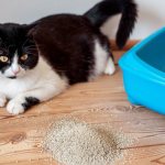 16 reasons why a cat poops blood - treatment and diagnosis
