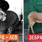 18 Animal Hybrids That Are Hard to Believe Exist