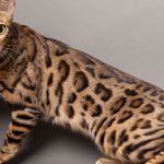 2500 most interesting cat names for Bengal boys and girls