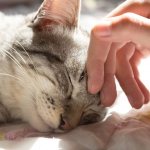 5 reasons why a lethargic kitten constantly sleeps