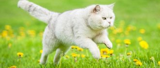 6 methods to calm a cat when she asks for a cat at home