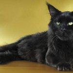 6 reasons why a black cat in the house is good