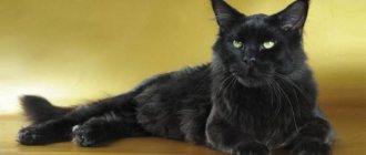 6 причин почему черный кот в доме это хорошо
