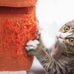 7 причин почему кошки мурлыкают когда их гладишь
