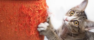 7 причин почему кошки мурлыкают когда их гладишь