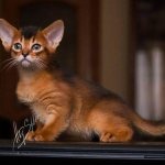Wild Abyssinian kitten