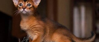 Абиссинский котенок дикого окраса
