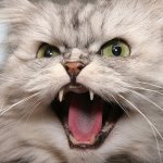 Aggression in cats and cats