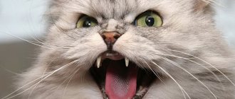 Aggression in cats and cats