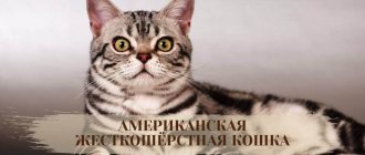 American Wirehair cat photo