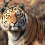 Amur tiger. Photo: Svetlana Sutyrina 