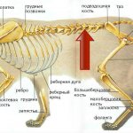анатомия кошки