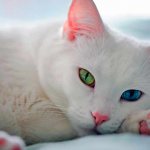 White cat with different eyes: breeds, causes of heterochromia