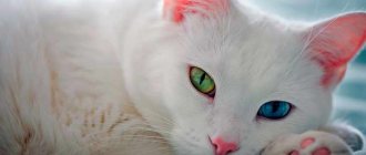Белая кошка с разными глазами: породы, причины гетерохромии