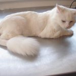 Белый кот после стрижки