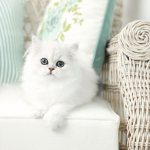 Белый персидский котёнок фото.jpg