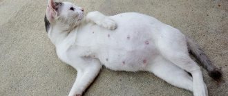 Fleas on a pregnant cat