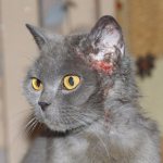 flea dermatitis in a cat