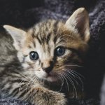 Kitten diseases