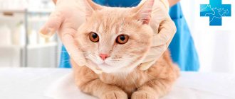 Kidney disease in cats