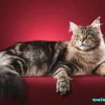 big maine coon mating