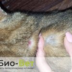 Sores on a cat&#39;s neck