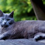 British shorthair blue cat
