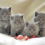 British kittens care and education