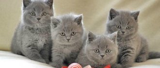 British kittens care and education