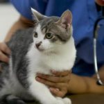 Bronchial asthma in cats