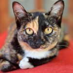 Are there calico cats or only cats?