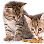 At what age should kittens be given dry food?