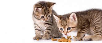 C какого возраста давать сухой корм котятам