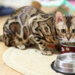 What to feed a Bengal cat, read the article
