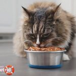 What to feed a cat to make it gain weight? - ZdavNews 