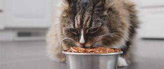 Чем кормить кота, чтобы он набрал вес? - ZdavNews