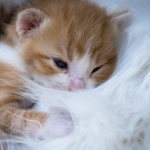 What to feed a 1 month old kitten