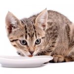 Чем кормить котенка в 3-4 месяца