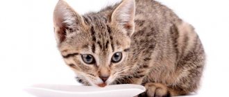 What to feed a kitten at 3-4 months
