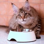what to feed a Maine Coon