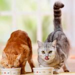 What to feed Scottish Fold and Straight-eared cats and Scottish cats?
