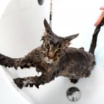 How can you bathe a cat if there is no shampoo?