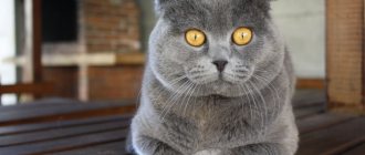 Чем отпугнуть кошек, чтобы не гадили, какие запахи не любят коты