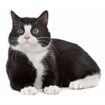 Black and white cat: features, color varieties, list of bicolor breeds