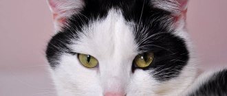 Черно-белый кот внимательно смотрит