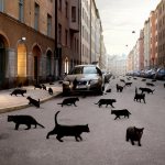 Черные коты бегают по улице