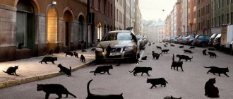 Black cats are running down the street